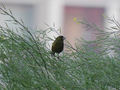Chloris sinica