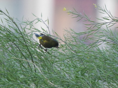 Chloris sinica