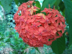 Ixora coccinea coccinea