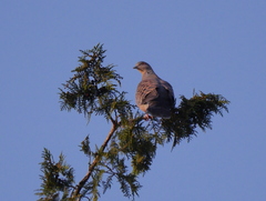 Streptopelia orientalis
