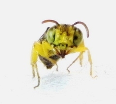 Calliopsis andreniformis