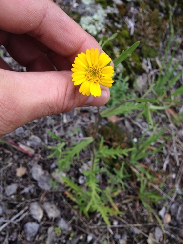 Layia pentachaeta ssp. pentachaeta