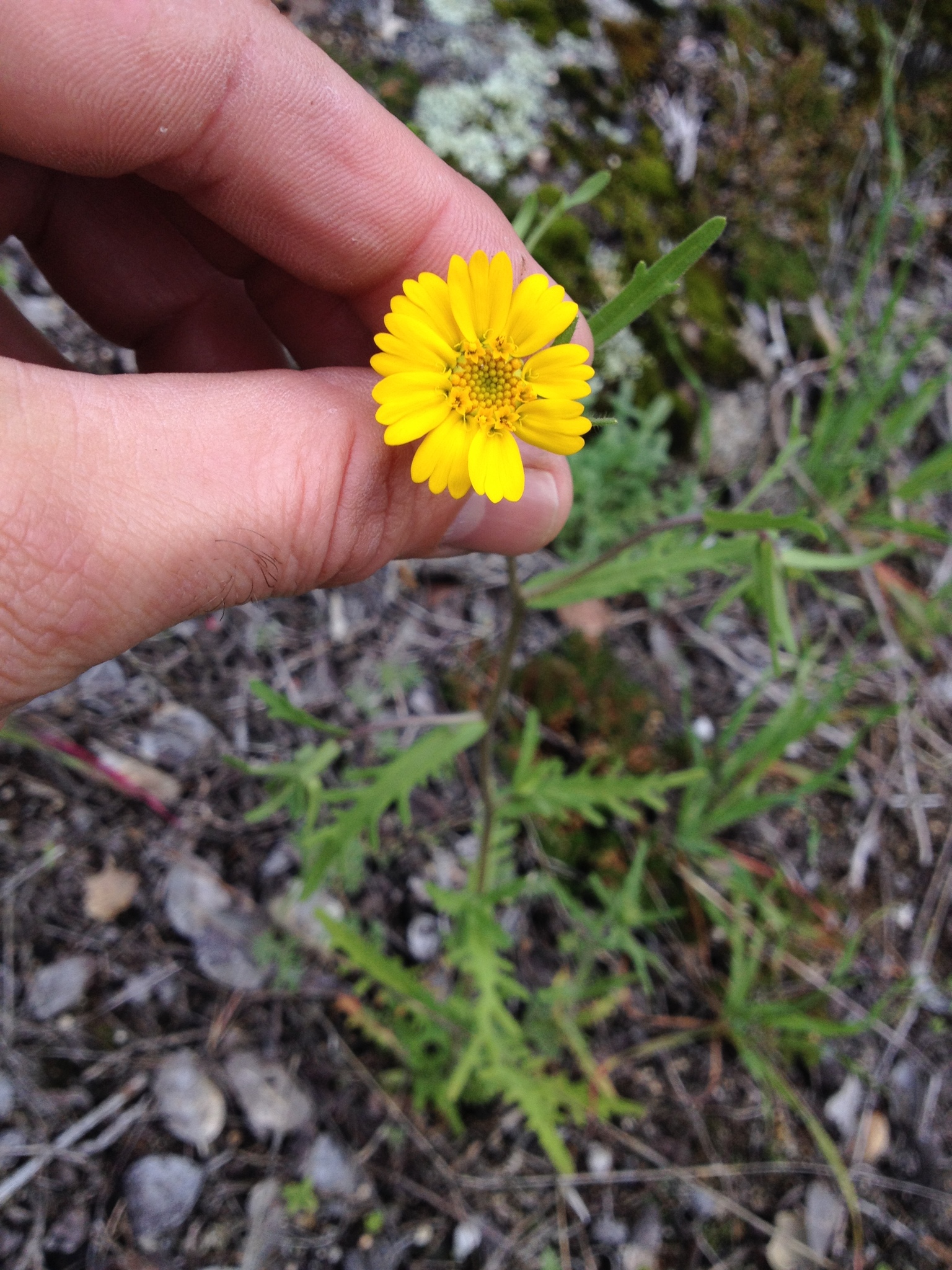 Layia pentachaeta ssp. pentachaeta