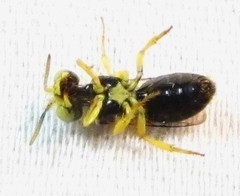Calliopsis andreniformis