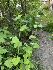 Alliaria petiolata