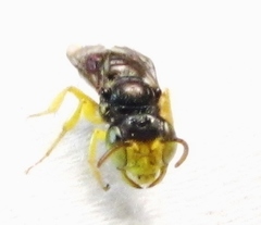 Calliopsis andreniformis