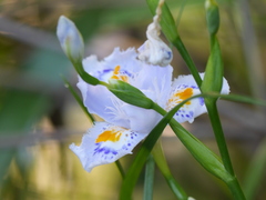 Iris japonica
