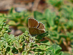 Theclinesthes serpentata serpentata