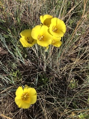 Calochortus aureus