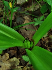 Colchicum umbrosum