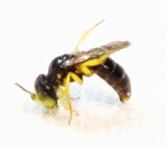 Calliopsis andreniformis