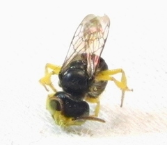 Calliopsis andreniformis