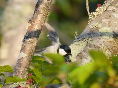Parus minor