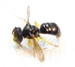 Calliopsis andreniformis
