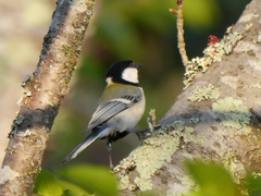 Parus minor