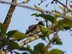 Aegithalos caudatus