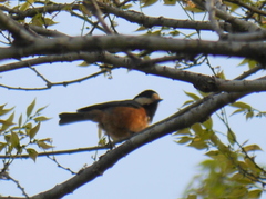 Sittiparus varius