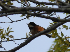 Sittiparus varius