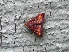 Pyrausta californicalis