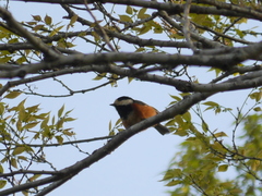 Sittiparus varius