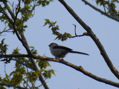 Aegithalos caudatus