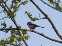 Aegithalos caudatus