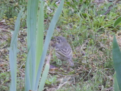 Anthus