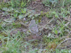 Anthus