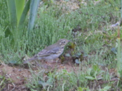 Anthus