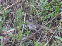 Anthus