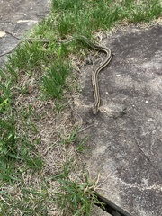 Thamnophis sirtalis