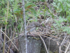 Anthus