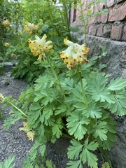 Corydalis nobilis
