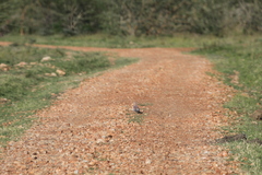 Columba guinea guinea