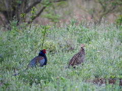 Phasianus versicolor