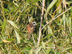 Emberiza cioides
