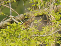 Emberiza personata