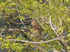 Emberiza personata