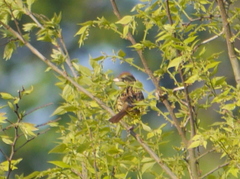 Emberiza personata