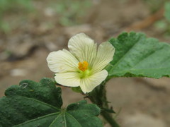 Rhynchosida physocalyx