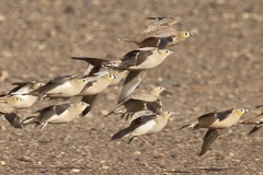 Pterocles coronatus