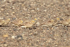 Pterocles coronatus