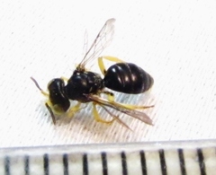 Calliopsis andreniformis