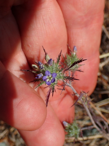 Image of Navarretia mitracarpa by (c) George Williams, some rights reserved (CC BY)