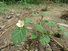 Rhynchosida physocalyx