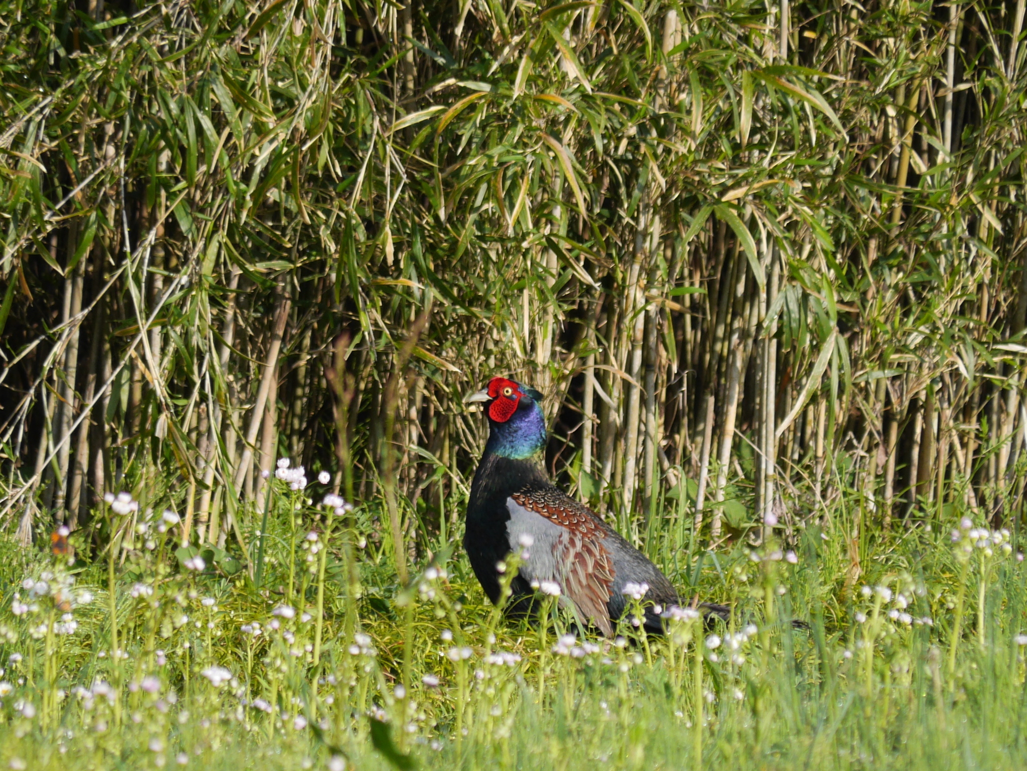 Green Pheasant