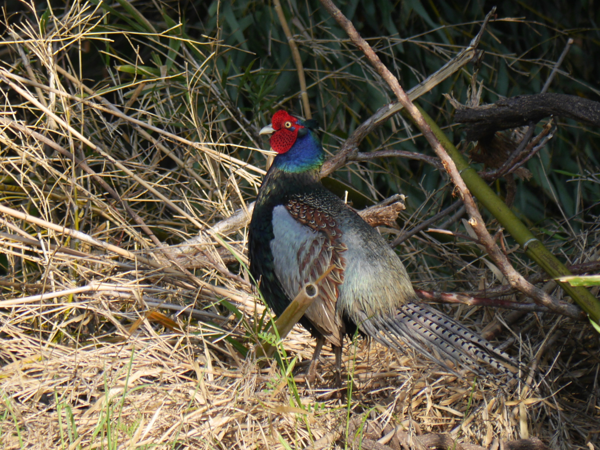 Green Pheasant