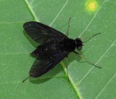 Chrysopilus velutinus