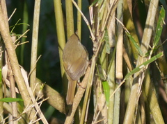 Horornis diphone