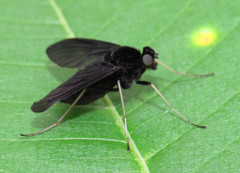 Chrysopilus velutinus